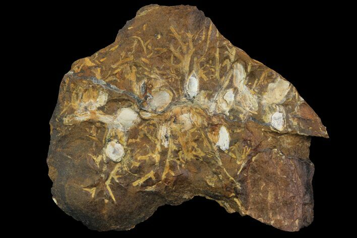 Paleocene Fossil Fruit (Palaeocarpinus) - North Dakota #96937
